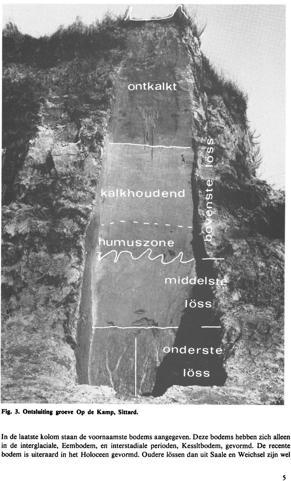 Deze bodems hebben zich alleen in de interglaciale, Eembodem, en interstadiale