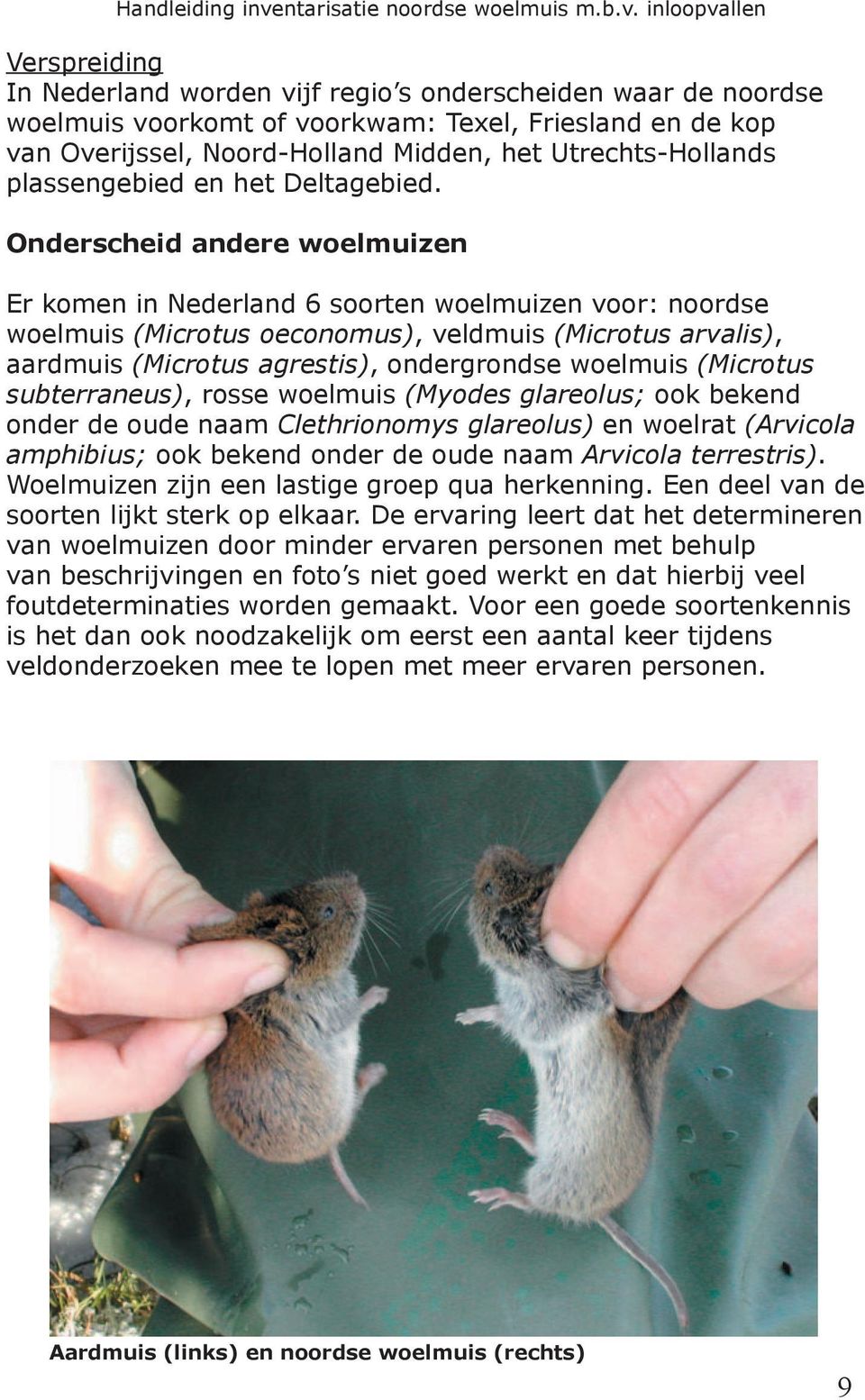 Onderscheid andere woelmuizen Er komen in Nederland 6 soorten woelmuizen voor: noordse woelmuis (Microtus oeconomus), veldmuis (Microtus arvalis), aardmuis (Microtus agrestis), ondergrondse woelmuis
