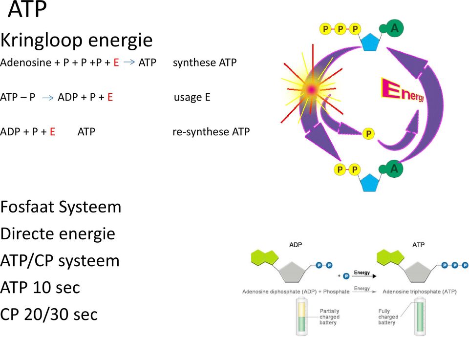 P + E ATP re-syntheseatp Fosfaat Systeem