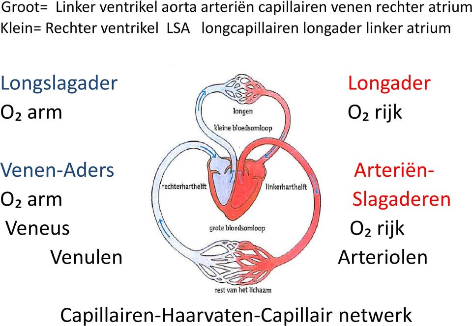 Longslagader Longader O₂ arm O₂ rijk Venen-Aders Arteriën- O₂ arm