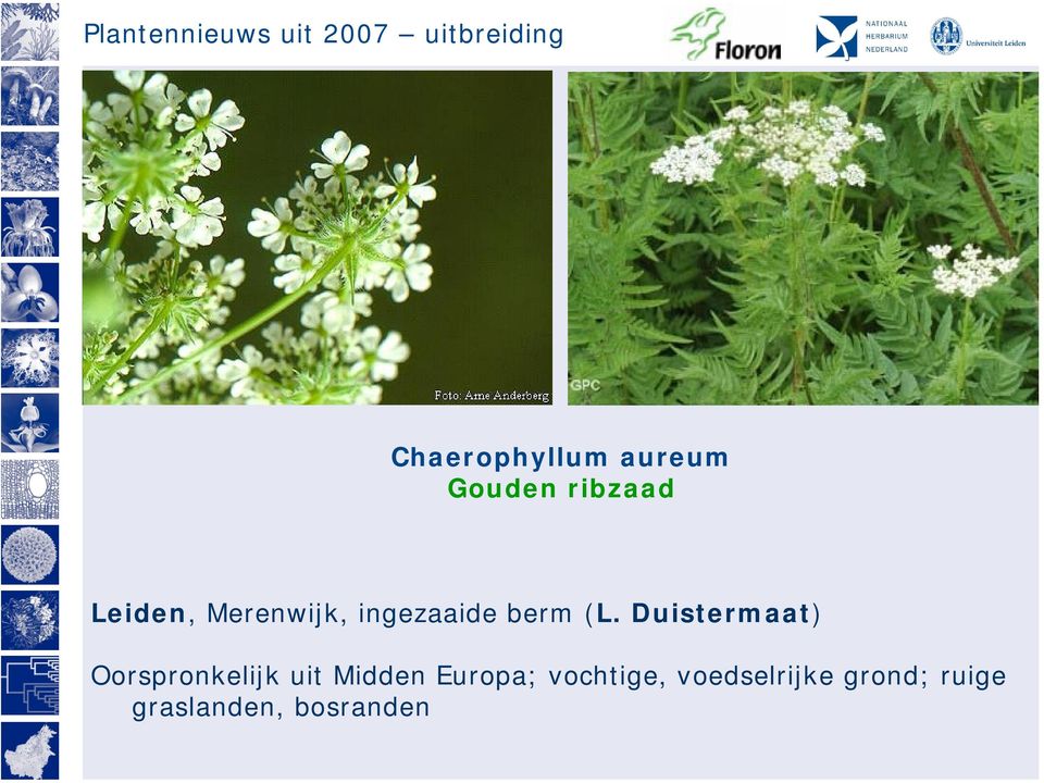 Duistermaat) Oorspronkelijk uit Midden