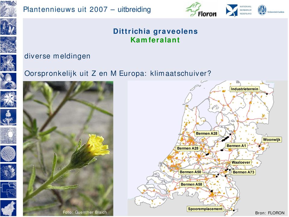 Oorspronkelijk uit Z en M Europa: