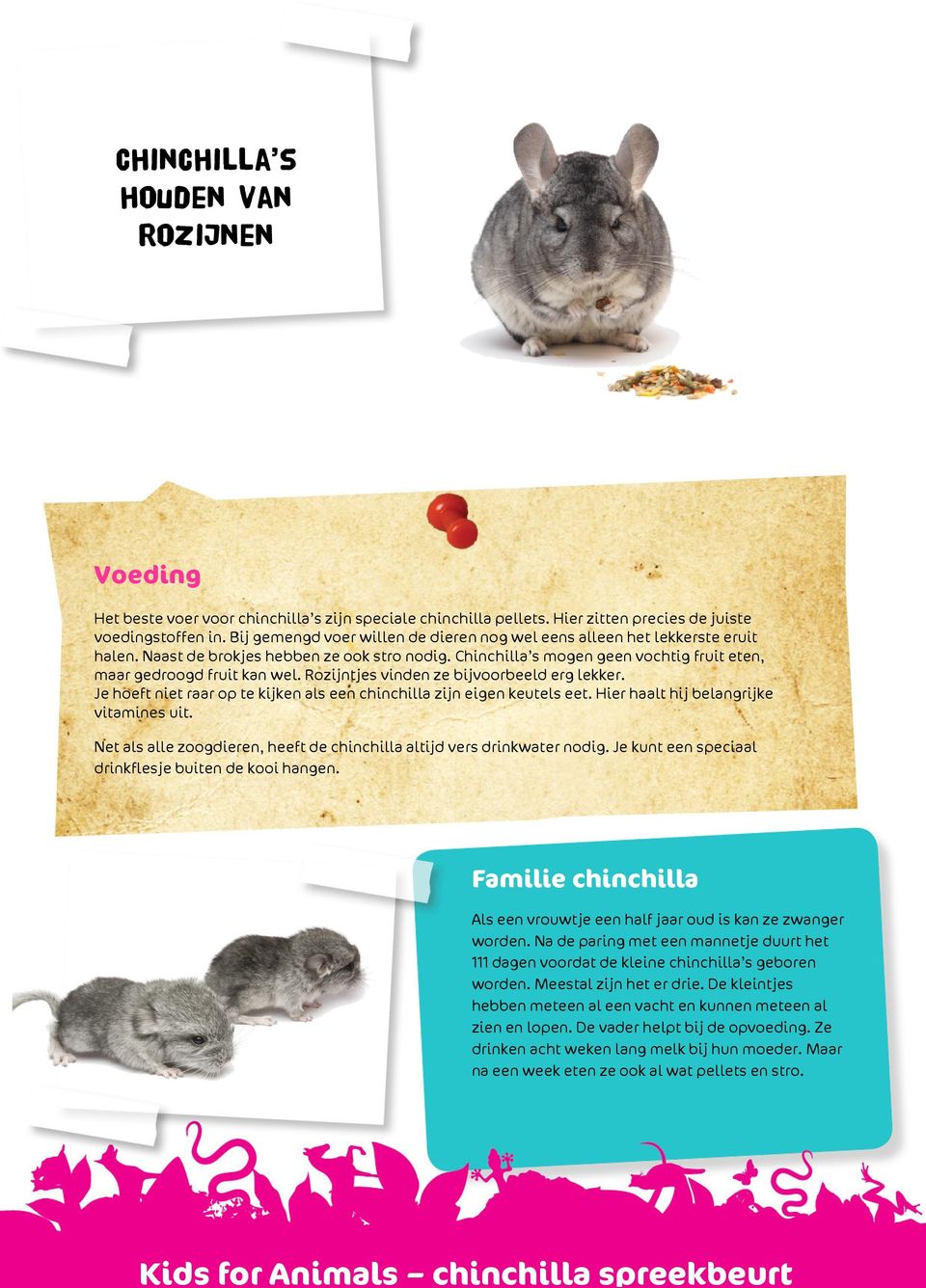 Rozijntjes vinden ze bijvoorbeeld erg lekker. Je hoeft niet raar op te kijken als een chinchilla zijn eigen keutels eet. Hier haalt hij belangrijke vitamines uit.