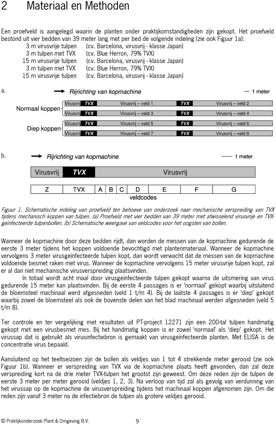 Blue Herron, 79% TVX) 15 m virusvrije tulpen (cv. Barcelona, virusvrij - klasse Japan) 3 m tulpen met TVX (cv. Blue Herron, 79% TVX) 15 m virusvrije tulpen (cv. Barcelona, virusvrij - klasse Japan) a.