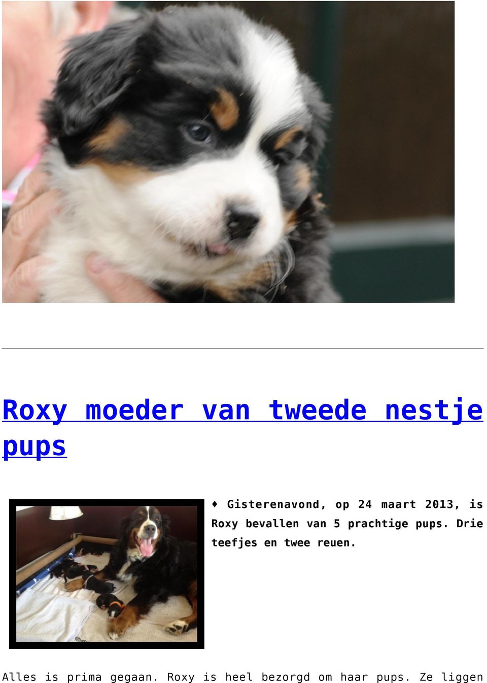 pups. Drie teefjes en twee reuen.