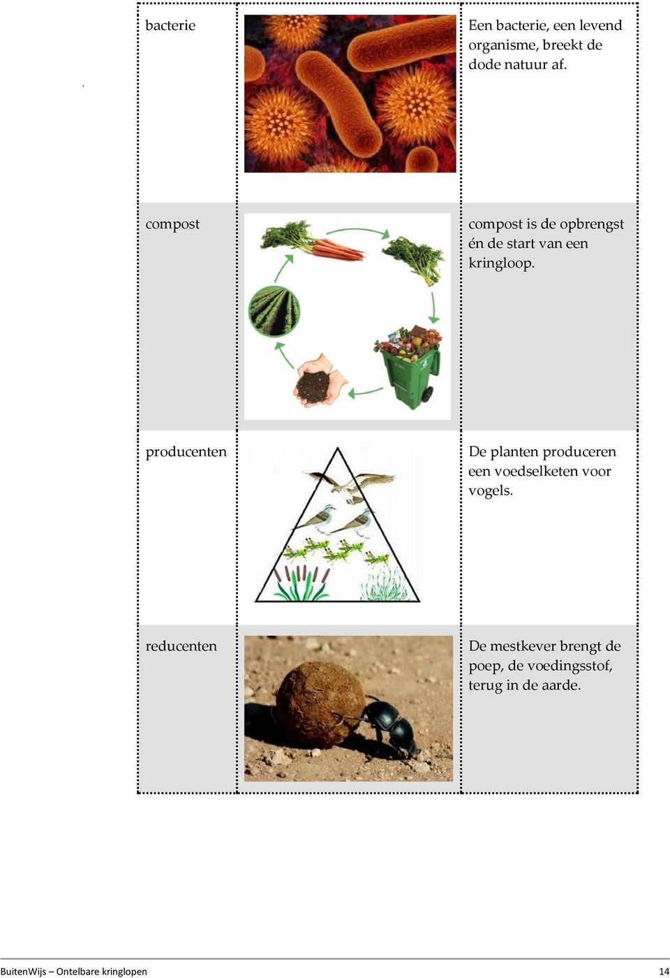 producenten De planten produceren een voedselketen voor vogels.