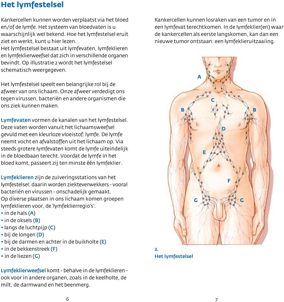 Op illustratie 2 wordt het lymfestelsel schematisch weergegeven. Het lymfestelsel speelt een belangrijke rol bij de afweer van ons lichaam.