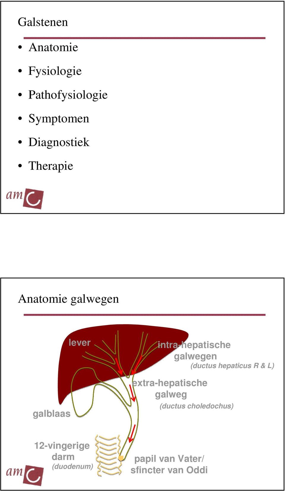 extra-hepatische galweg (ductus hepaticus R & L) (ductus