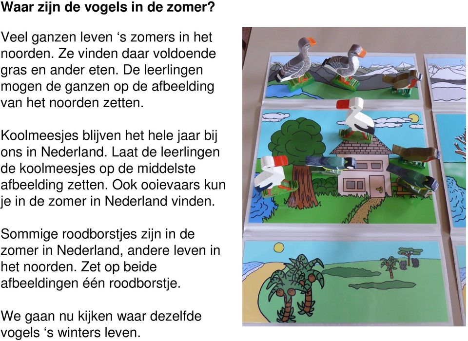 Laat de leerlingen de koolmeesjes op de middelste afbeelding zetten. Ook ooievaars kun je in de zomer in Nederland vinden.