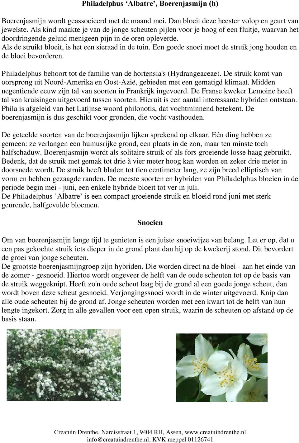 Een goede snoei moet de struik jong houden en de bloei bevorderen. Philadelphus behoort tot de familie van de hortensia's (Hydrangeaceae).