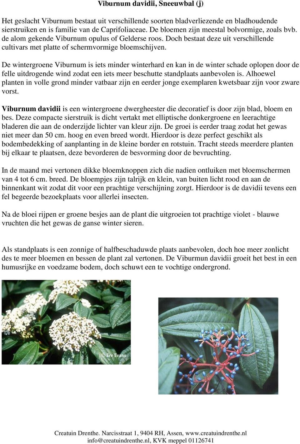 De wintergroene Viburnum is iets minder winterhard en kan in de winter schade oplopen door de felle uitdrogende wind zodat een iets meer beschutte standplaats aanbevolen is.