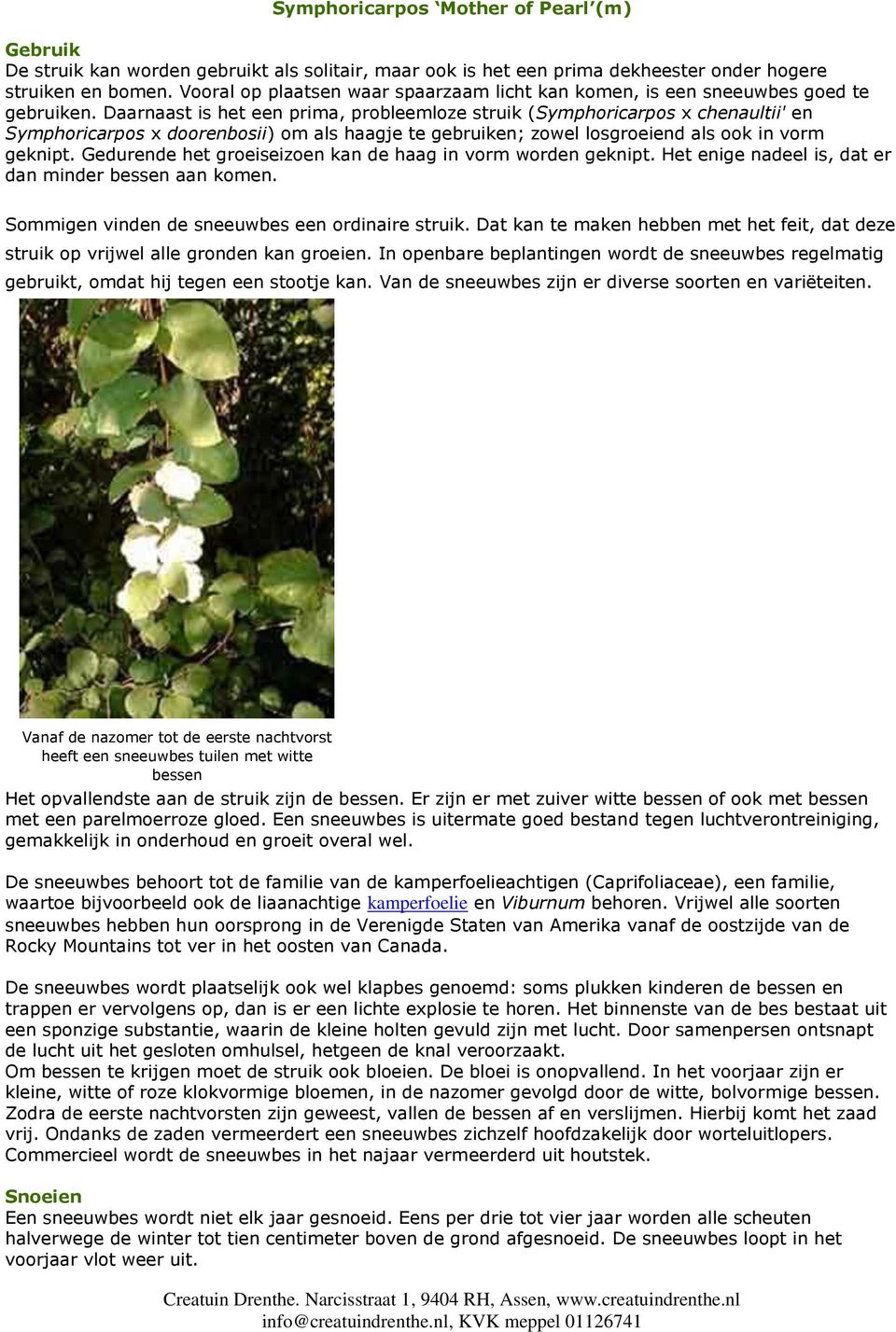 Daarnaast is het een prima, probleemloze struik (Symphoricarpos x chenaultii' en Symphoricarpos x doorenbosii) om als haagje te gebruiken; zowel losgroeiend als ook in vorm geknipt.