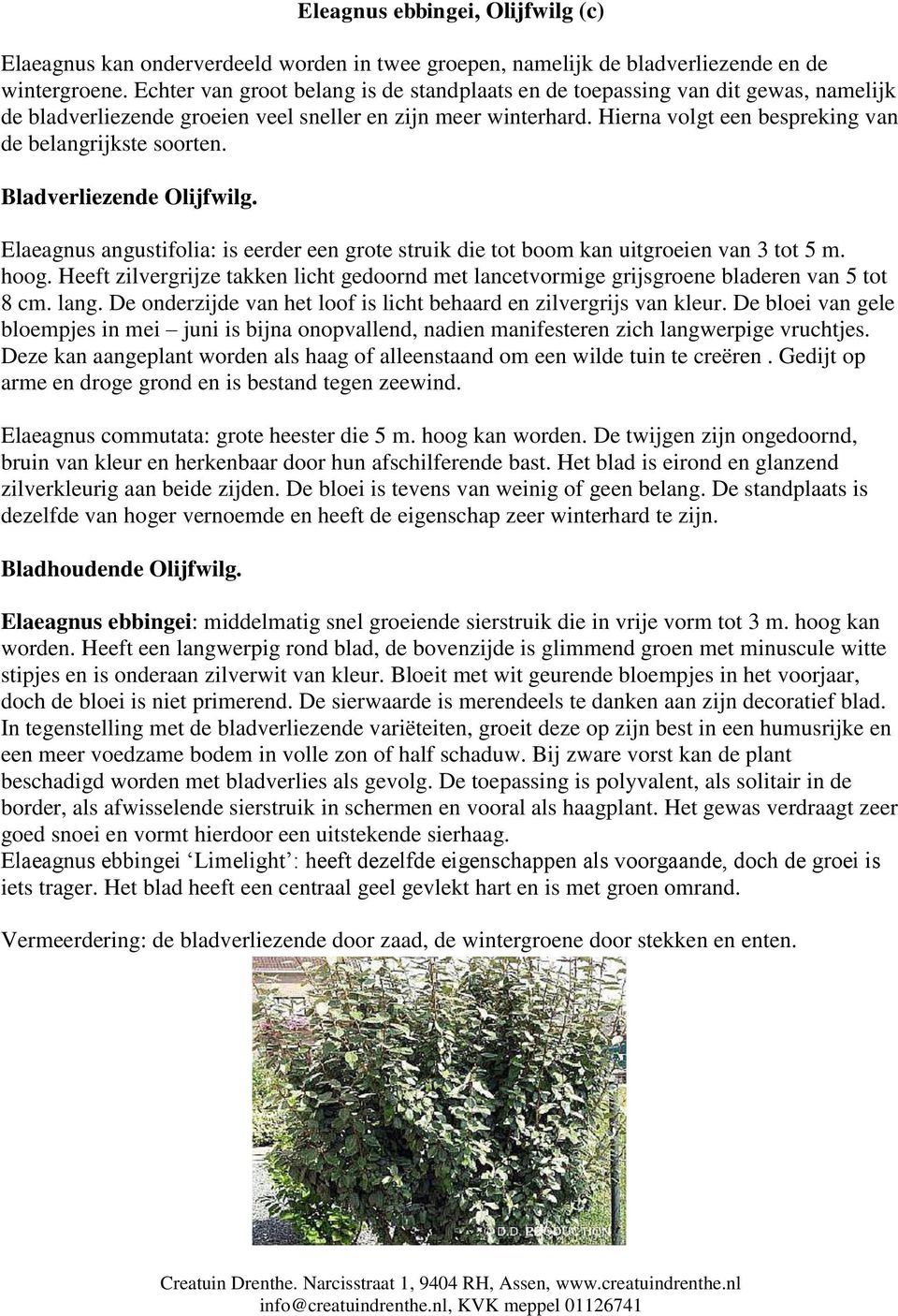 Hierna volgt een bespreking van de belangrijkste soorten. Bladverliezende Olijfwilg. Elaeagnus angustifolia: is eerder een grote struik die tot boom kan uitgroeien van 3 tot 5 m. hoog.