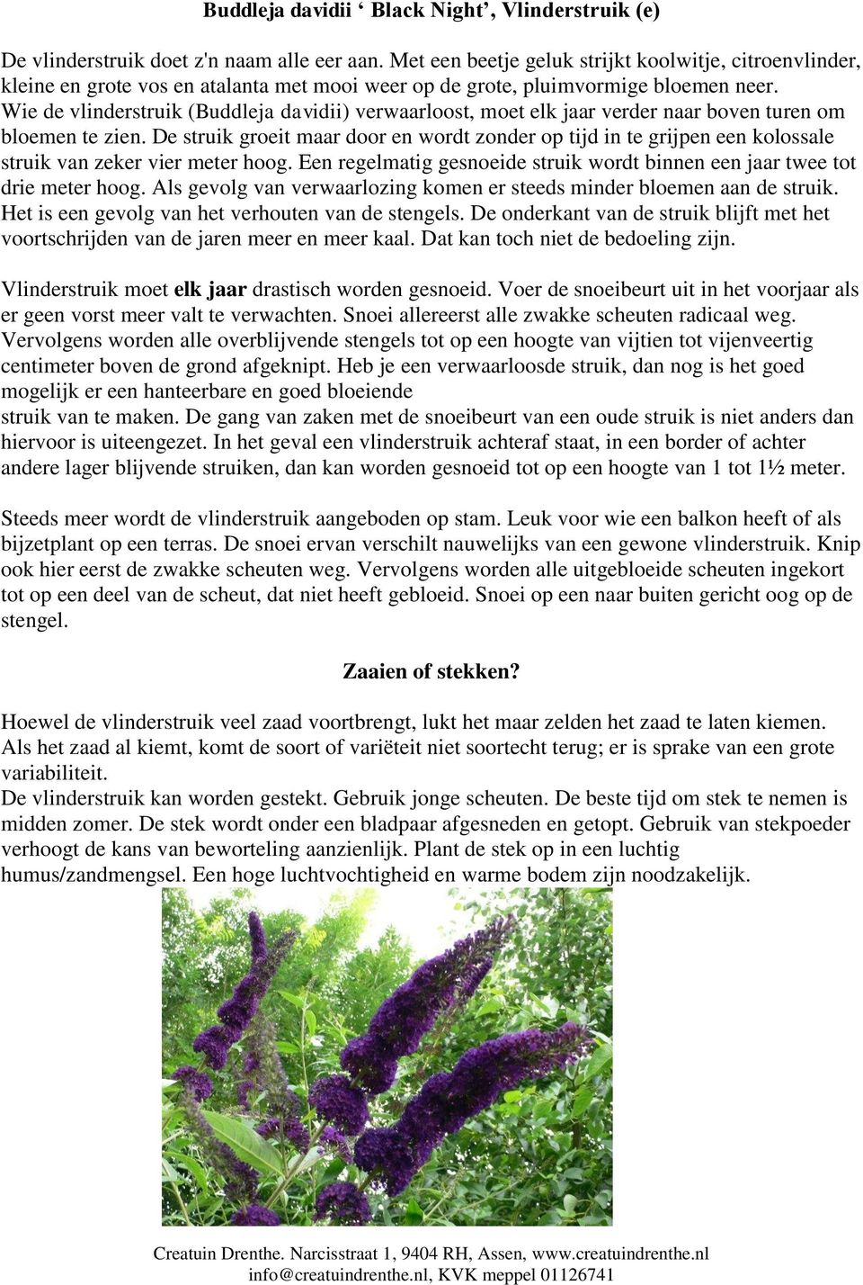 Wie de vlinderstruik (Buddleja davidii) verwaarloost, moet elk jaar verder naar boven turen om bloemen te zien.