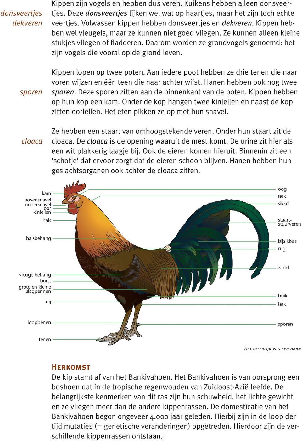 Daarom worden ze grondvogels genoemd: het zijn vogels die vooral op de grond leven. Kippen lopen op twee poten.