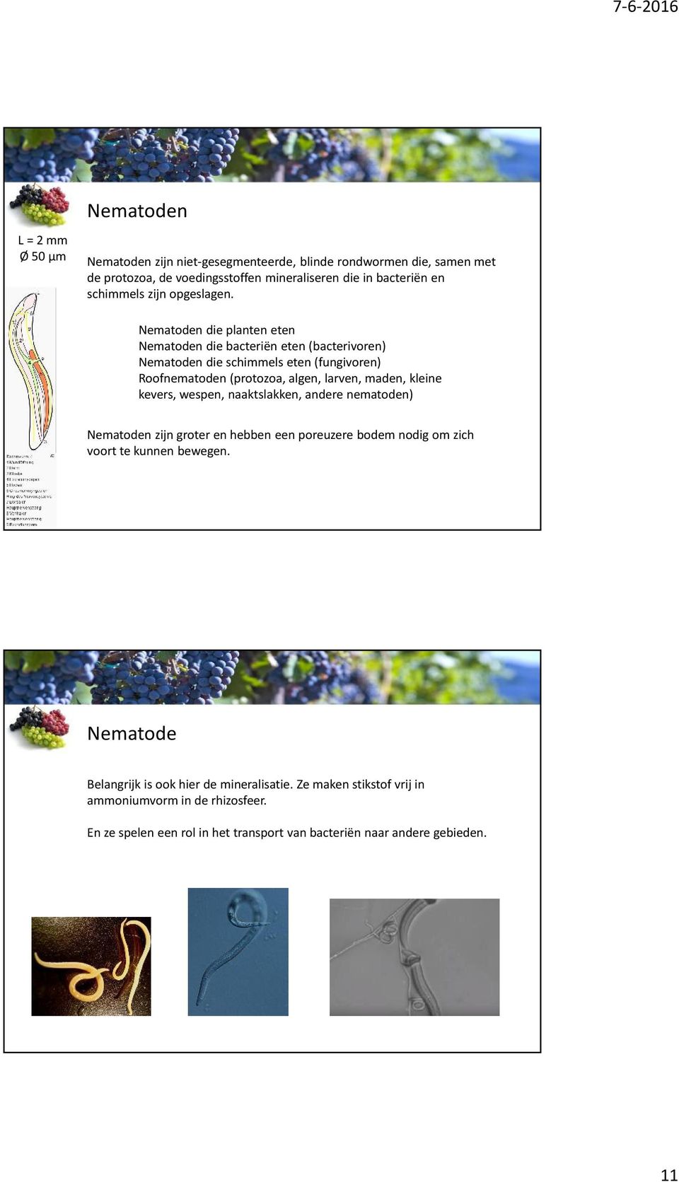 Nematoden die planten eten Nematoden die bacteriën eten (bacterivoren) Nematoden die schimmels eten (fungivoren) Roofnematoden (protozoa, algen, larven, maden, kleine