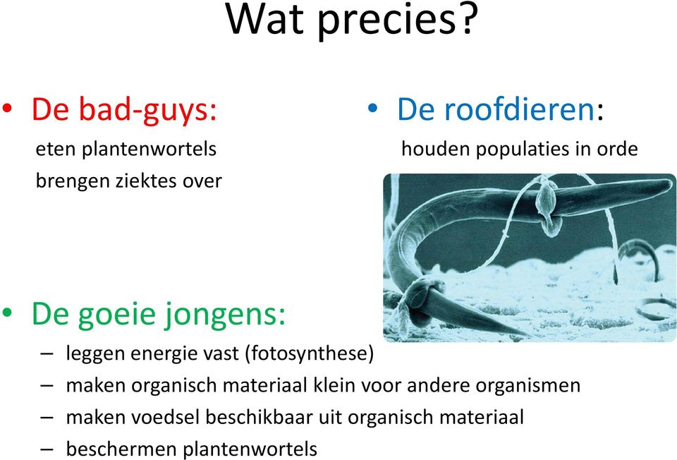 houden populaties in orde De goeie jongens: leggen energie vast