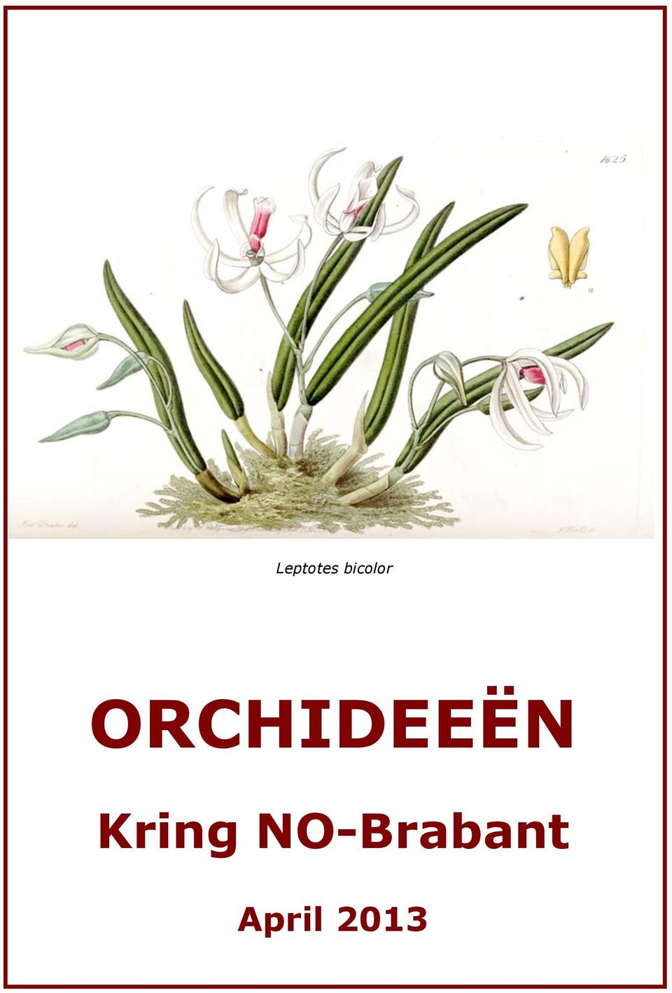 ORCHIDEEËN