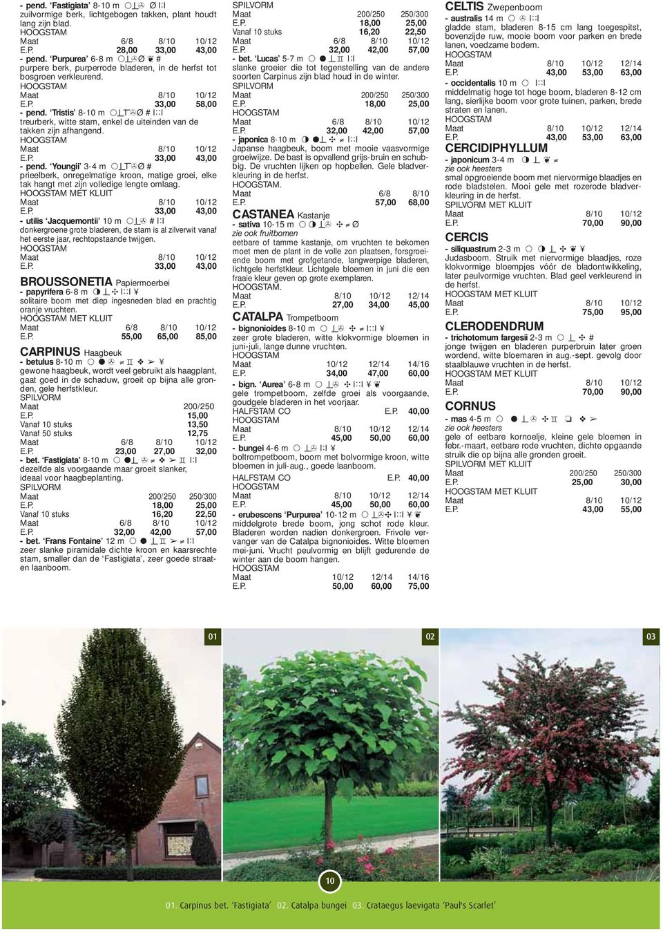 Tristis 8-10 m - l - l >Ø # l::l treurberk, witte stam, enkel de uiteinden van de takken zijn afhangend. Maat 8/10 10/12 E.P. 33,00 43,00 - pend.