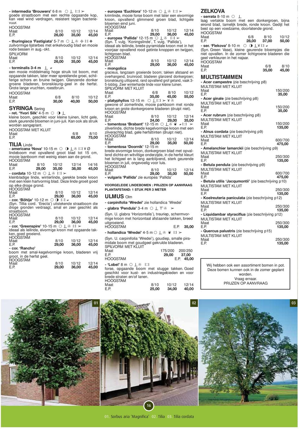 LVORM E.P. 26,00 35,00 45,00 - torminalis 3-4 m - l een mooie middelmatig hoge struik tot boom, met opgaande takken, later meer spreidende groei, schilferige schors en bruine twijgen.