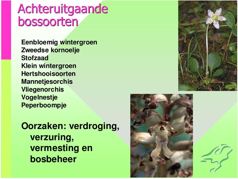 Hertshooisoorten Mannetjesorchis Vliegenorchis