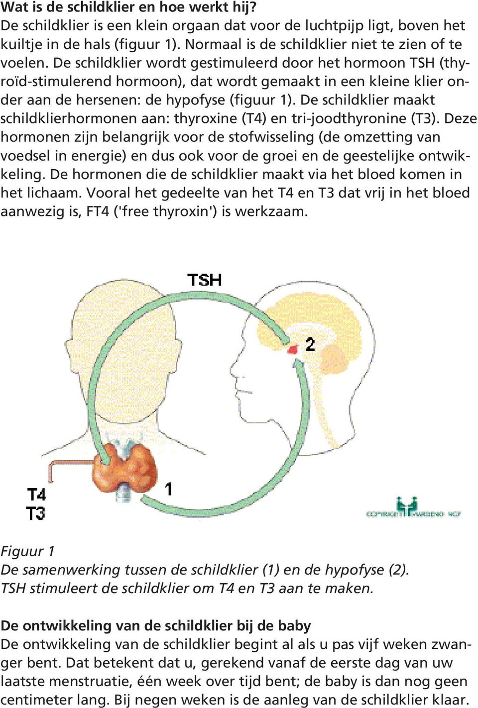 De schildklier maakt schildklierhormonen aan: thyroxine (T4) en tri-joodthyronine (T3).
