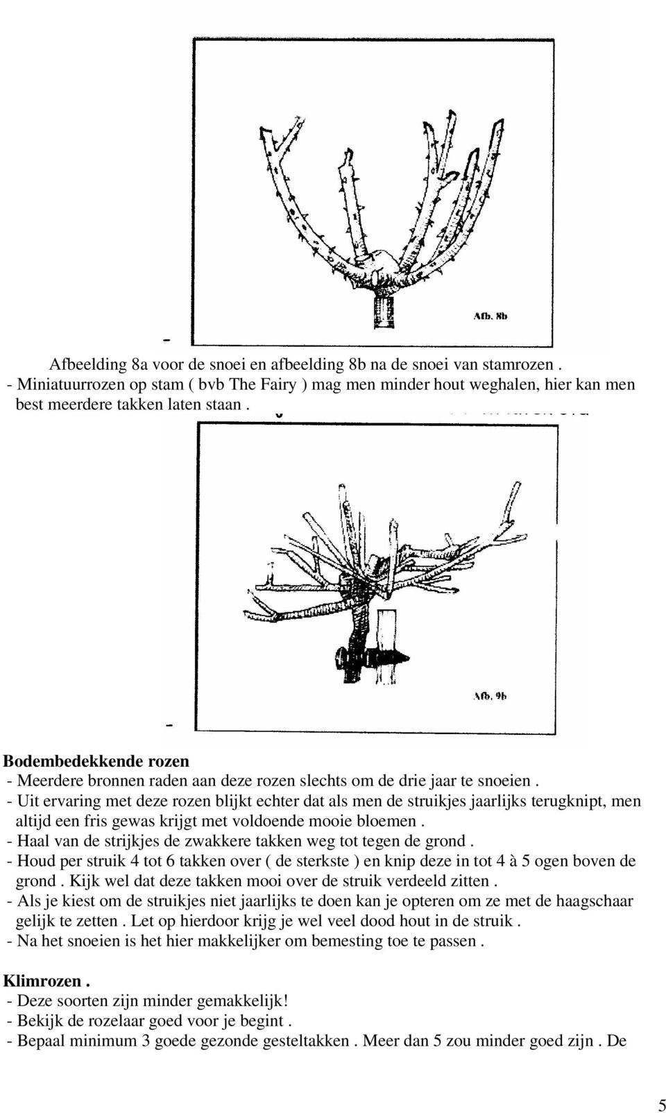 - Uit ervaring met deze rozen blijkt echter dat als men de struikjes jaarlijks terugknipt, men altijd een fris gewas krijgt met voldoende mooie bloemen.