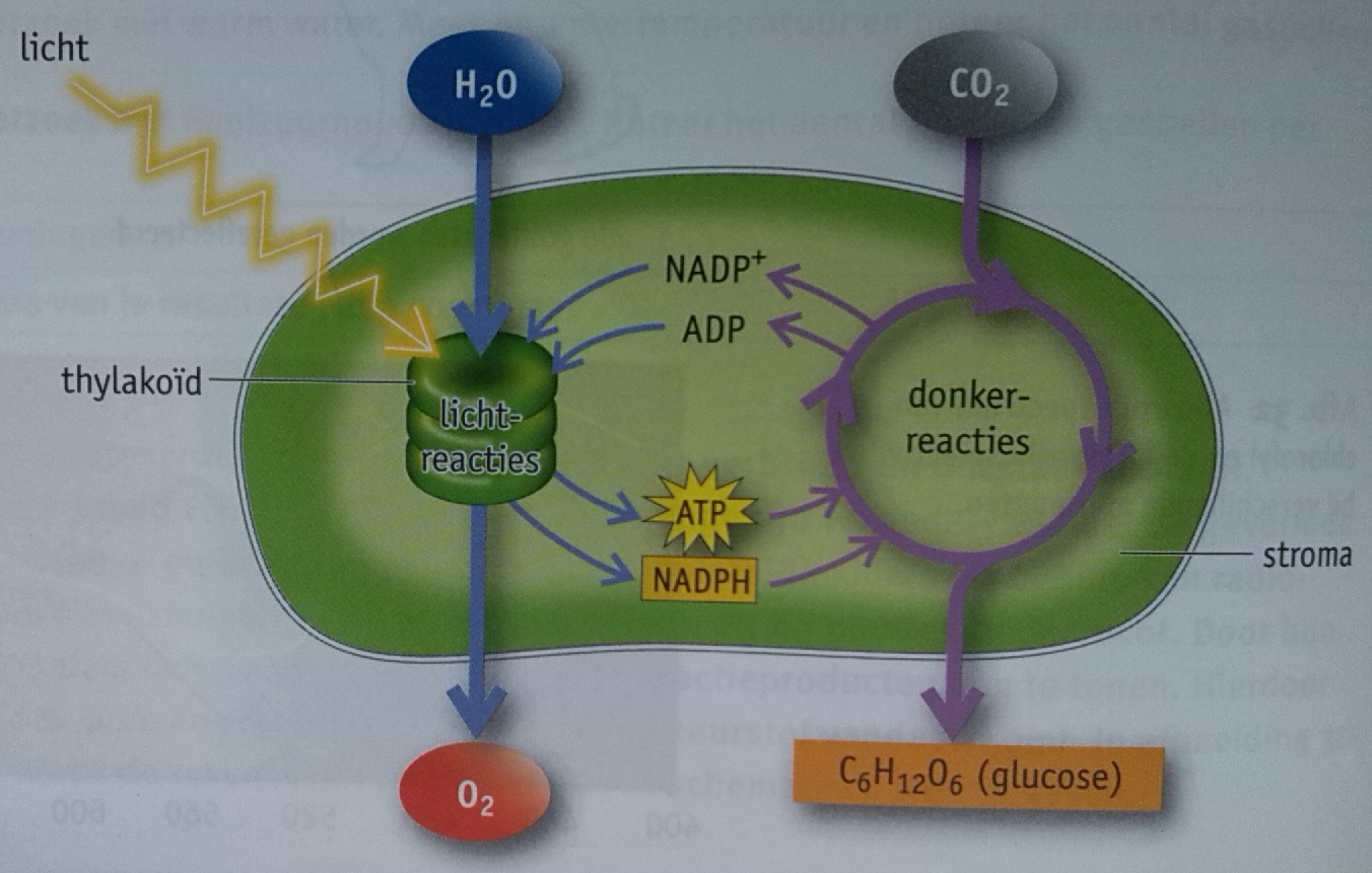 De donkerreacties: vinden plaats in het stroma van de chloroplast. hierbij worden de energie van de waterstofionen gebruikt bij de vorming van glucose. CO2 dient hierbij als koolstofbron.