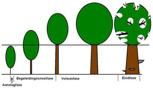 Aanplant/jeugdfase Halfwasfase Volwasfase Eindfase Afstervingsfase Het snoeien van bomen op basis van klasse 2 en 3 wordt beschouwd als dagelijks onderhoud.