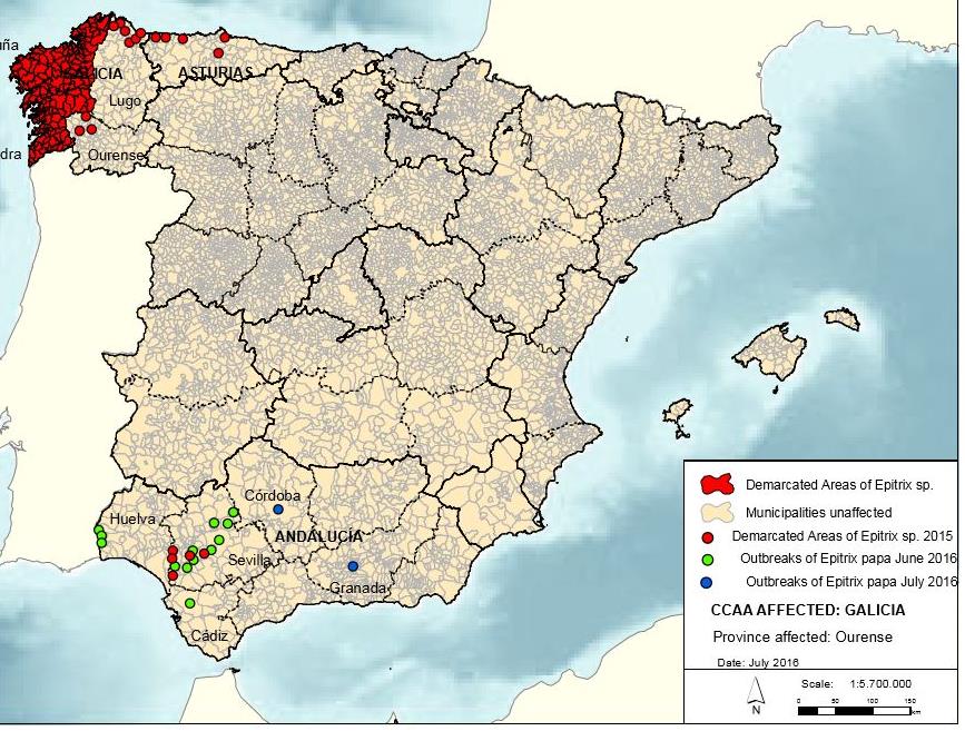 cucumeris en E. similaris (E. papa), eerst rond Porto 2008: E. similaris (E. papa) aangetroffen in Galicië (Spanje) 2016: E. similaris (E. papa) in Galicië, Asturië en Andalusië (Spanje) Naast uitheemse Epitrix soorten ook 9 inheemse Epitrix spp.