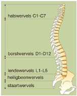 ANATOMIE VAN DE RUG De wervelkolom bestaat uit 7 halswervels, 12 borstwervels, 5 lendenwervels, een heiligbeen en een staartbeen.