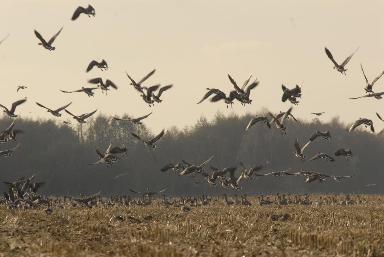 2013-2018 Groninger wildbeheereenheden en het