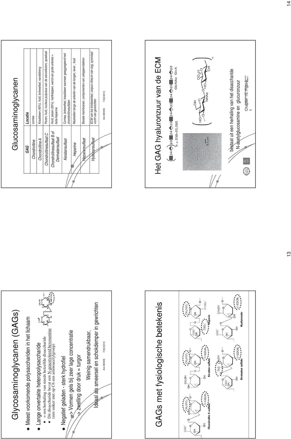 Ideaal als smeersel en schokdemper in gewrichten GAGs met fysiologische betekenis 13 Glucosaminoglycanen GAG Locatie Chondroïtine cornea Chondroïtine A Kraakbeen (40%), huid, botweefsel, navelstreng