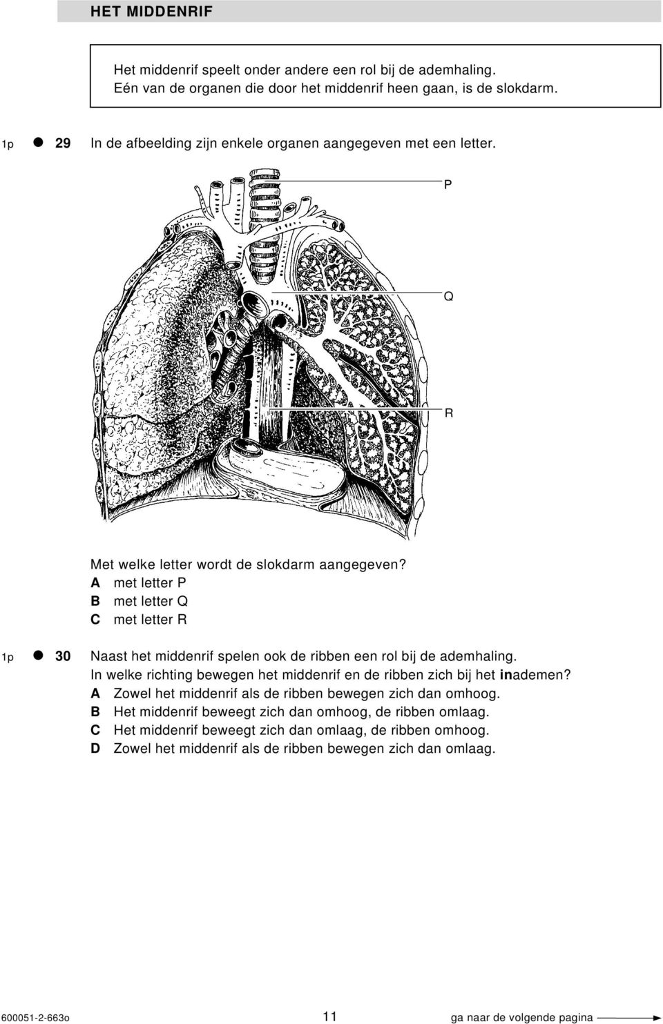 A met letter P B met letter Q C met letter R 1p 30 Naast het middenrif spelen ook de ribben een rol bij de ademhaling.