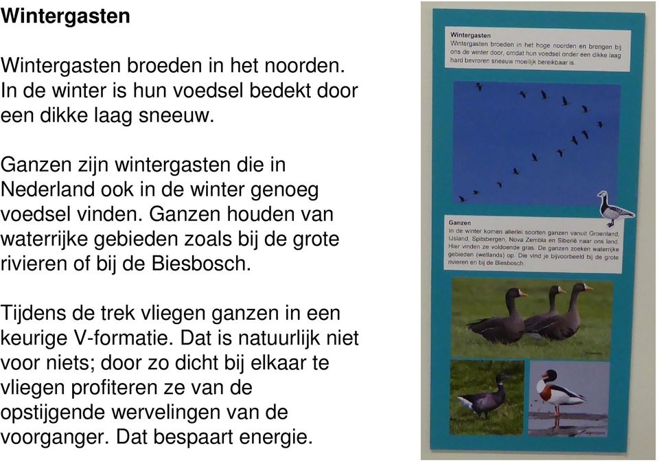 Ganzen houden van waterrijke gebieden zoals bij de grote rivieren of bij de Biesbosch.