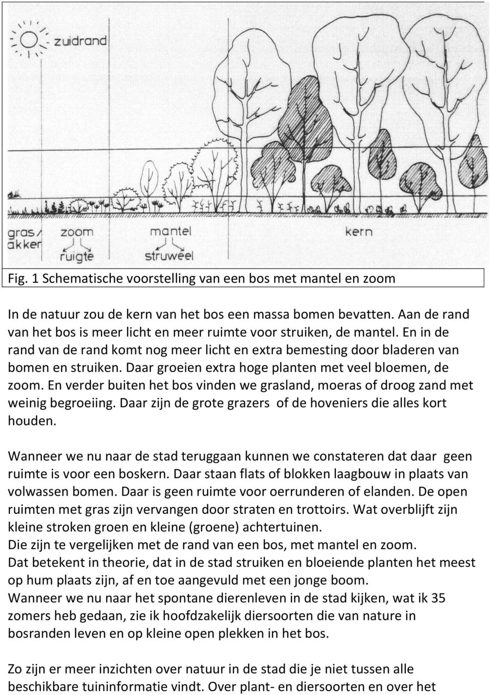 Daar groeien extra hoge planten met veel bloemen, de zoom. En verder buiten het bos vinden we grasland, moeras of droog zand met weinig begroeiing.