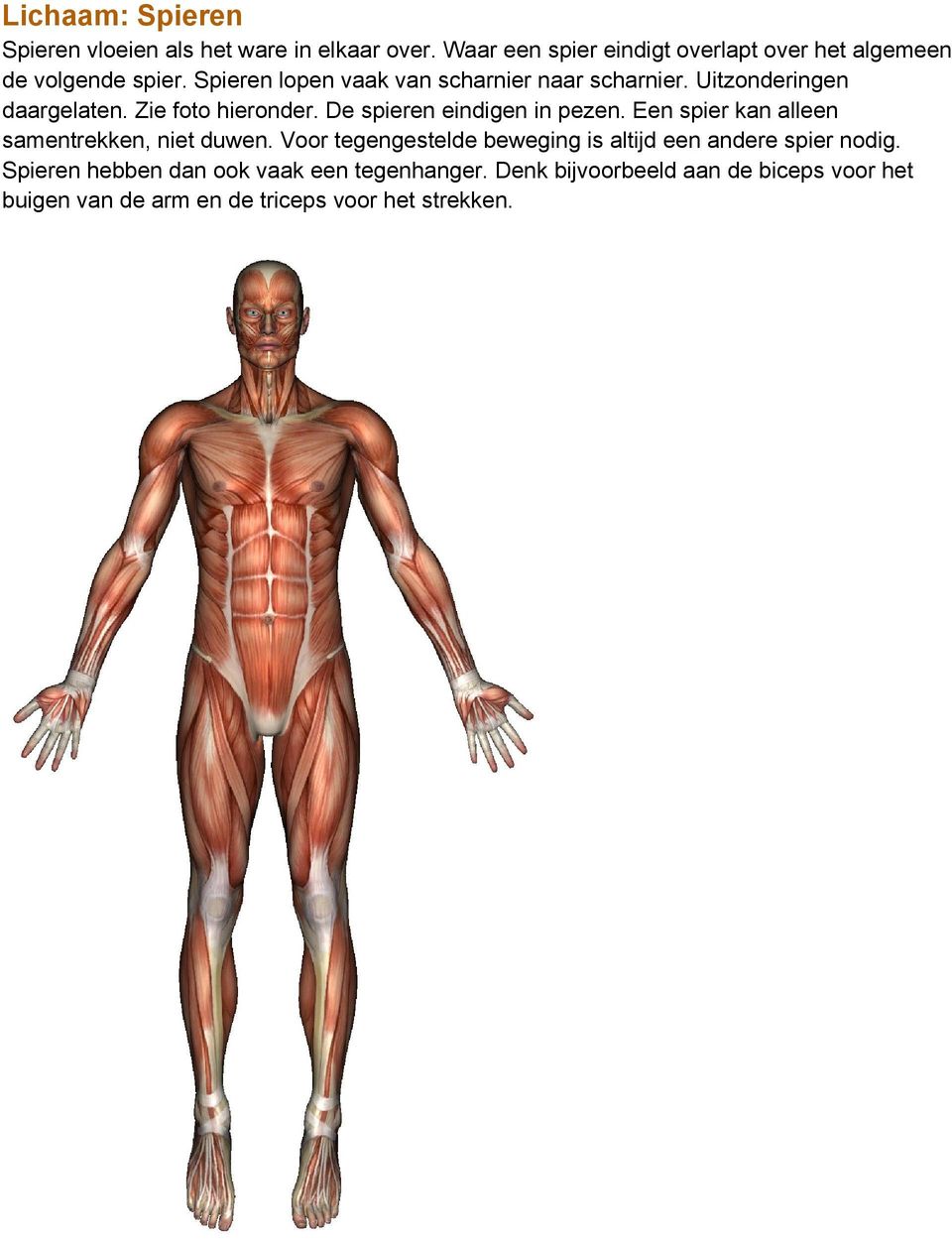 Uitzonderingen daargelaten. Zie foto hieronder. De spieren eindigen in pezen. Een spier kan alleen samentrekken, niet duwen.