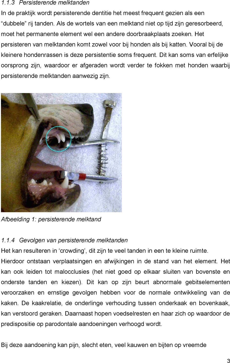 Het persisteren van melktanden komt zowel voor bij honden als bij katten. Vooral bij de kleinere hondenrassen is deze persistentie soms frequent.