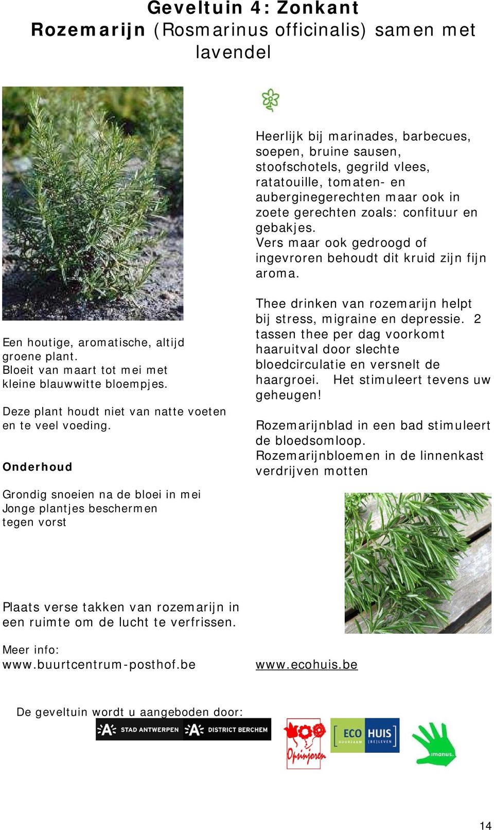 Bloeit van maart tot mei met kleine blauwwitte bloempjes. Deze plant houdt niet van natte voeten en te veel voeding. Onderhoud Thee drinken van rozemarijn helpt bij stress, migraine en depressie.