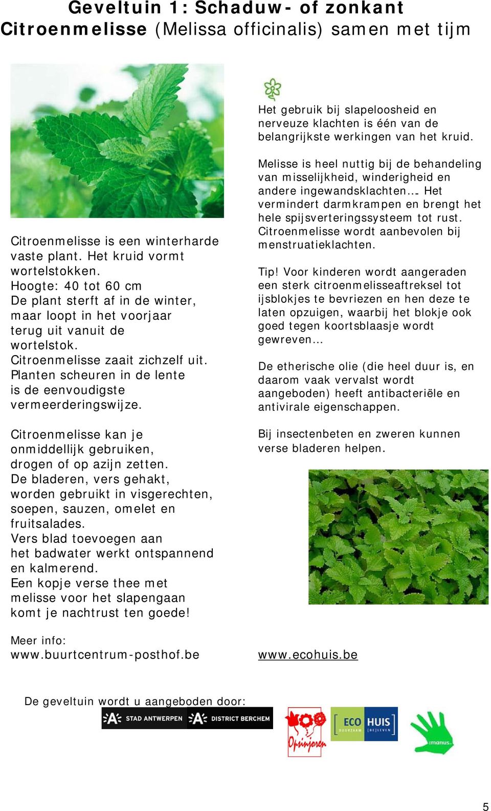 Citroenmelisse zaait zichzelf uit. Planten scheuren in de lente is de eenvoudigste vermeerderingswijze. Citroenmelisse kan je onmiddellijk gebruiken, drogen of op azijn zetten.