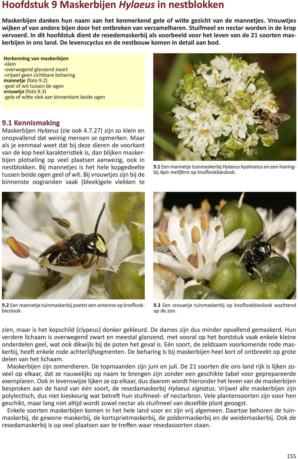 In dit hoofdstuk dient de resedemaskerbij als voorbeeld voor het leven van de 21 soorten maskerbijen in ons land. De levenscyclus en de nestbouw komen in detail aan bod.