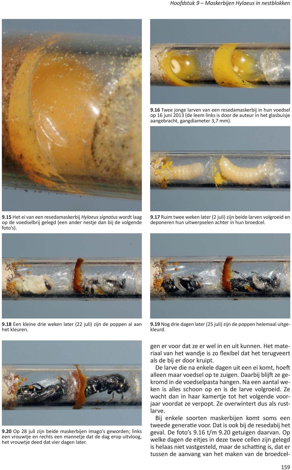 15 Het ei van een resedamaskerbij Hylaeus signatus wordt laag op de voedselbrij gelegd (een ander nestje dan bij de volgende foto s). 9.