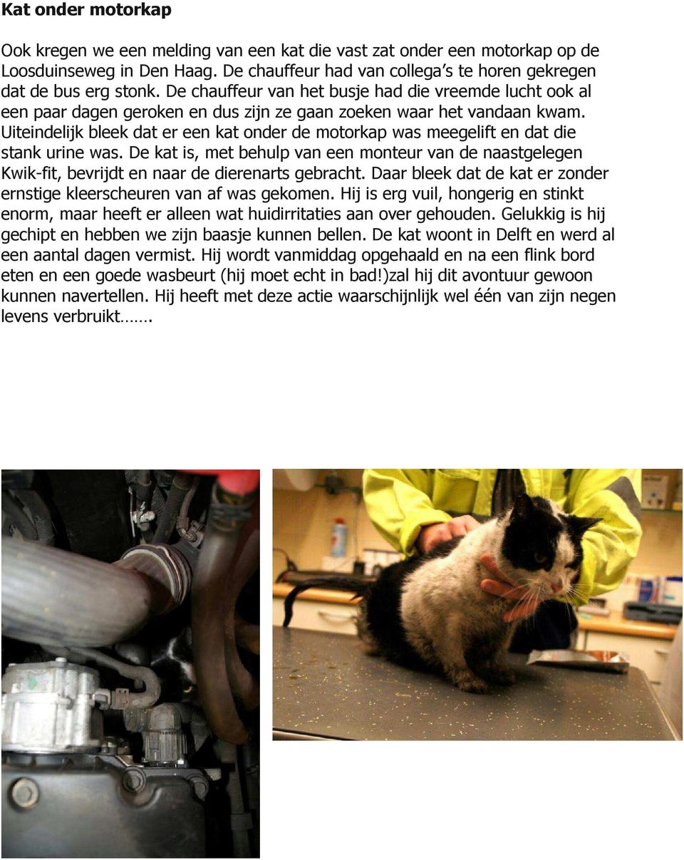 Uiteindelijk bleek dat er een kat onder de motorkap was meegelift en dat die stank urine was.