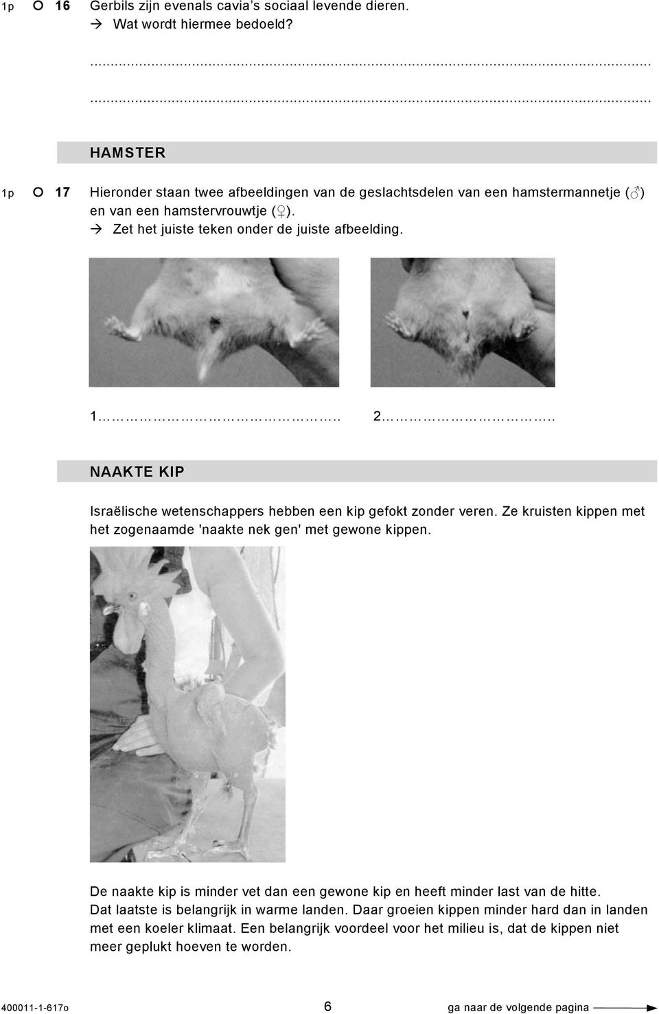 . NAAKTE KIP Israëlische wetenschappers hebben een kip gefokt zonder veren. Ze kruisten kippen met het zogenaamde 'naakte nek gen' met gewone kippen.