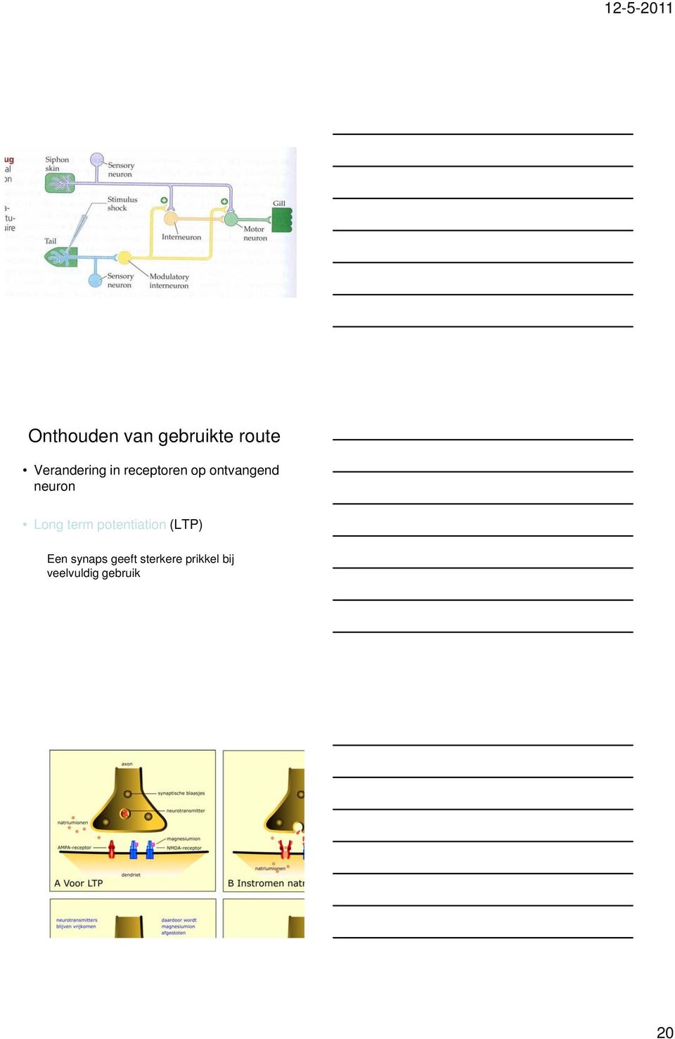 term potentiation ti ti (LTP) Een synaps