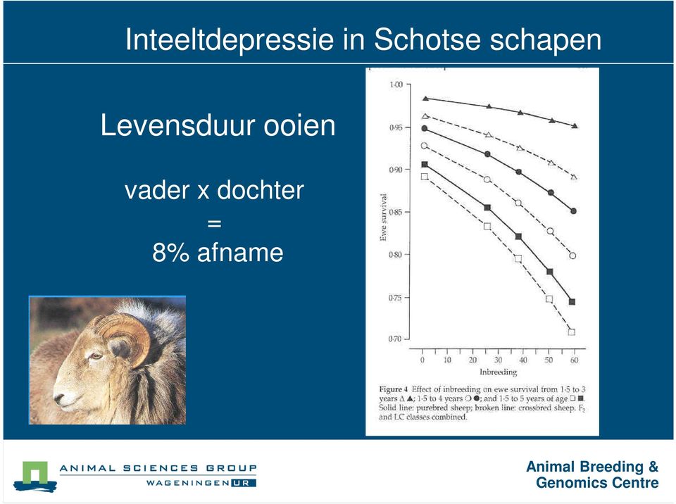 Levensduur ooien