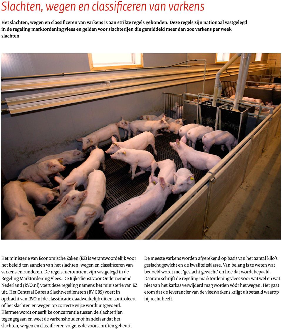 Het ministerie van Economische Zaken (EZ) is verantwoordelijk voor het beleid ten aanzien van het slachten, wegen en classificeren van varkens en runderen.