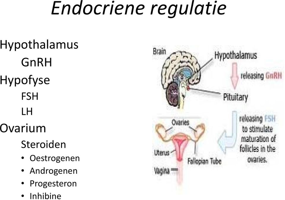 FSH LH Ovarium Steroiden