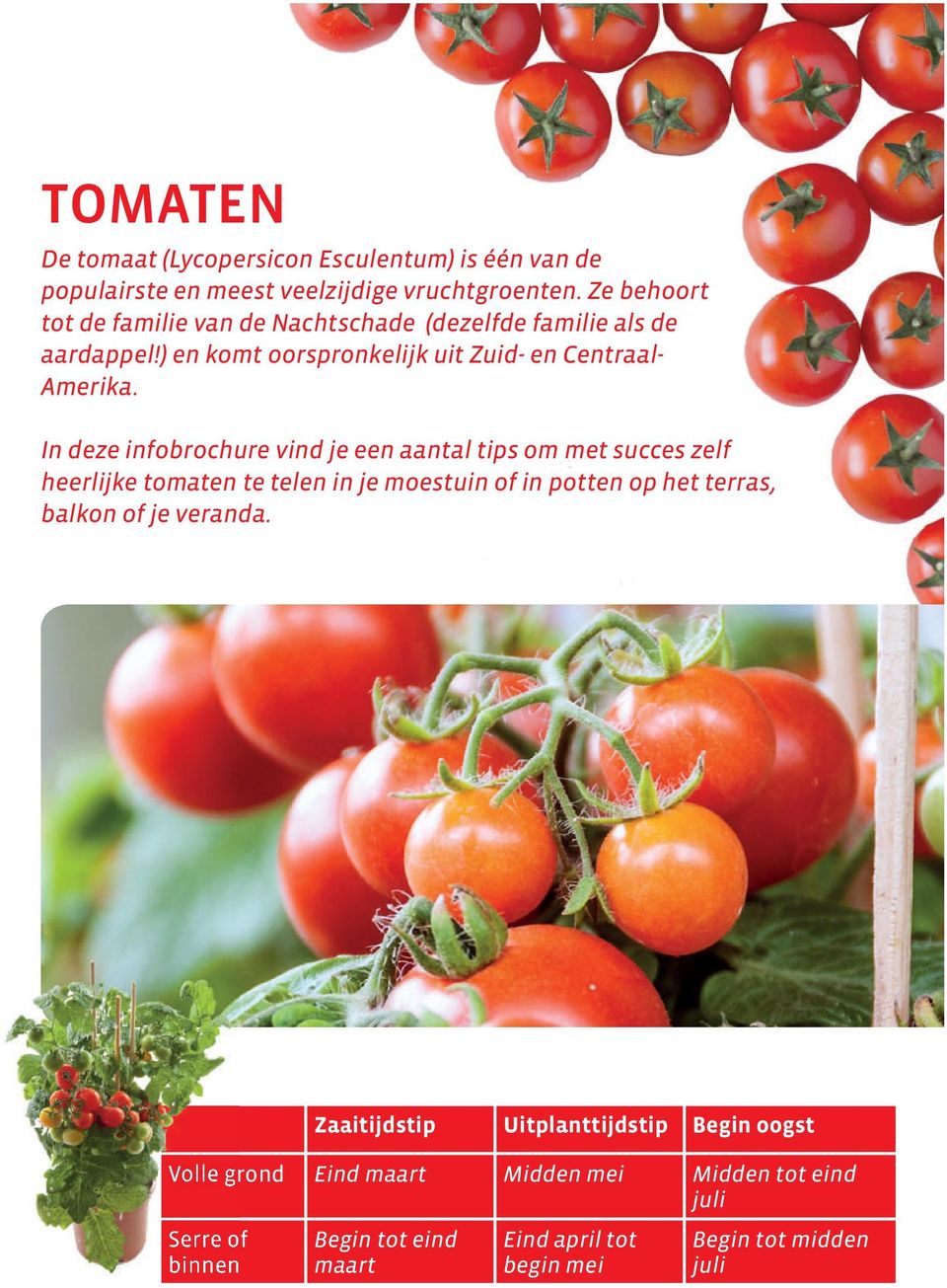 In deze infobrochure vind je een aantal tips om met succes zelf heerlijke tomaten te telen in je moestuin of in potten op het terras, balkon of