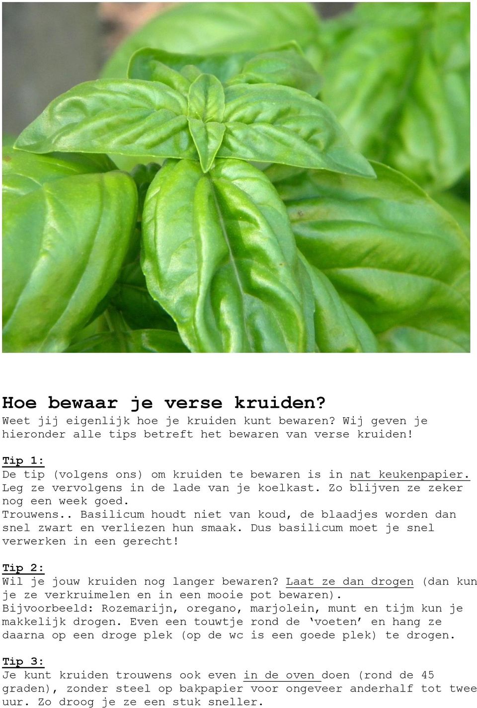 . Basilicum houdt niet van koud, de blaadjes worden dan snel zwart en verliezen hun smaak. Dus basilicum moet je snel verwerken in een gerecht! Tip 2: Wil je jouw kruiden nog langer bewaren?